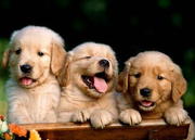GOLDEN RETRIEVER,  Puppies available now 2